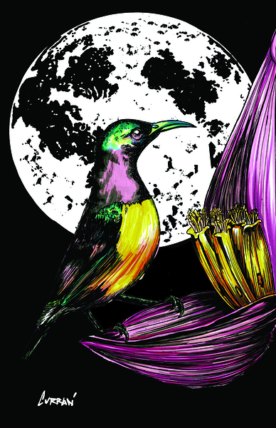 Exotic Bird 2 Final by Kris Curran