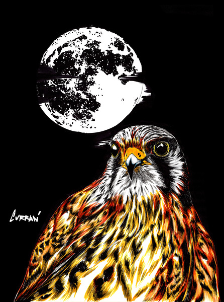 Falcon by Kris Curran