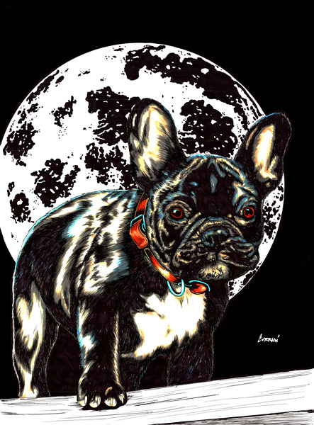 French Bulldog by Kris Curran