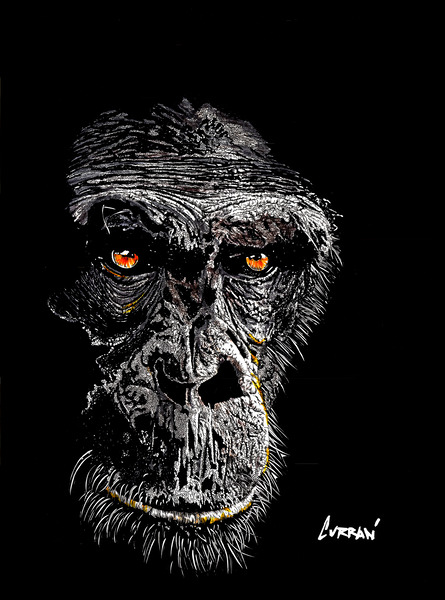 Gorilla Face by Kris Curran