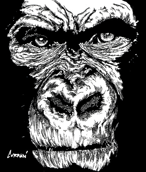 Gorilla Face 2 by Kris Curran