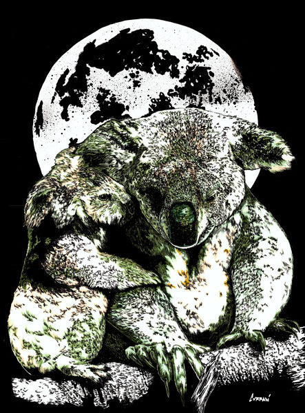 Koalas by Kris Curran