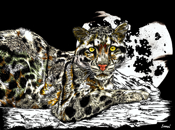 Leopard 2 by Kris Curran