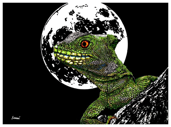 Lizard 1 by Kris Curran