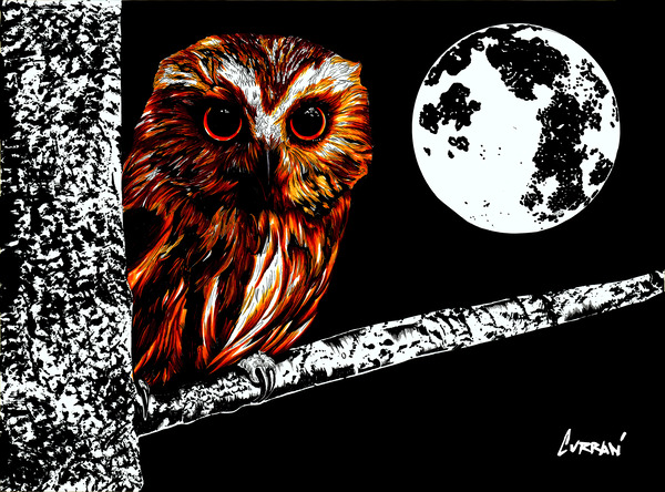 Owl by Kris Curran