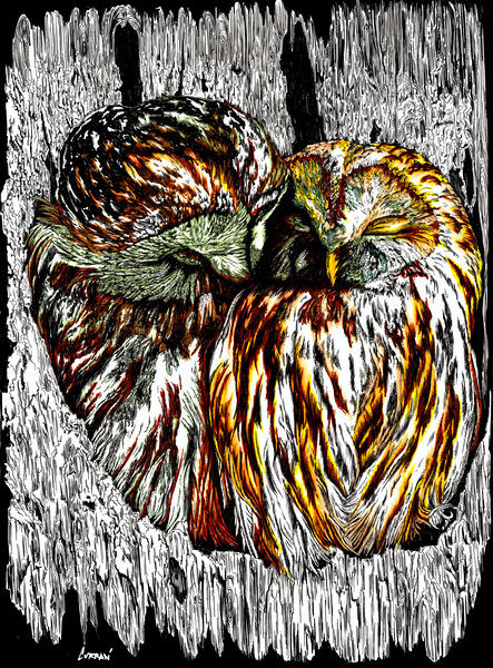 Owls by Kris Curran