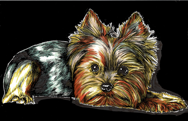 Yorkie 2 by Kris Curran