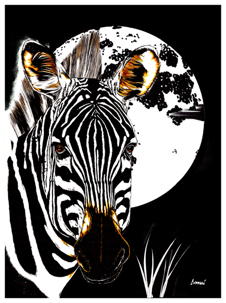 Zebra  by Kris Curran