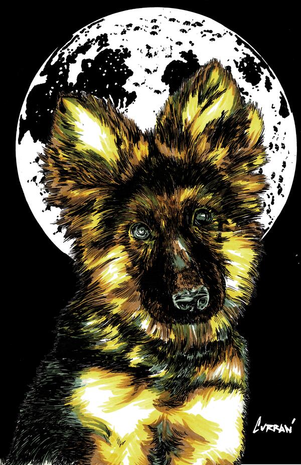 German Sheppard Puppy 1 Final by Kris Curran