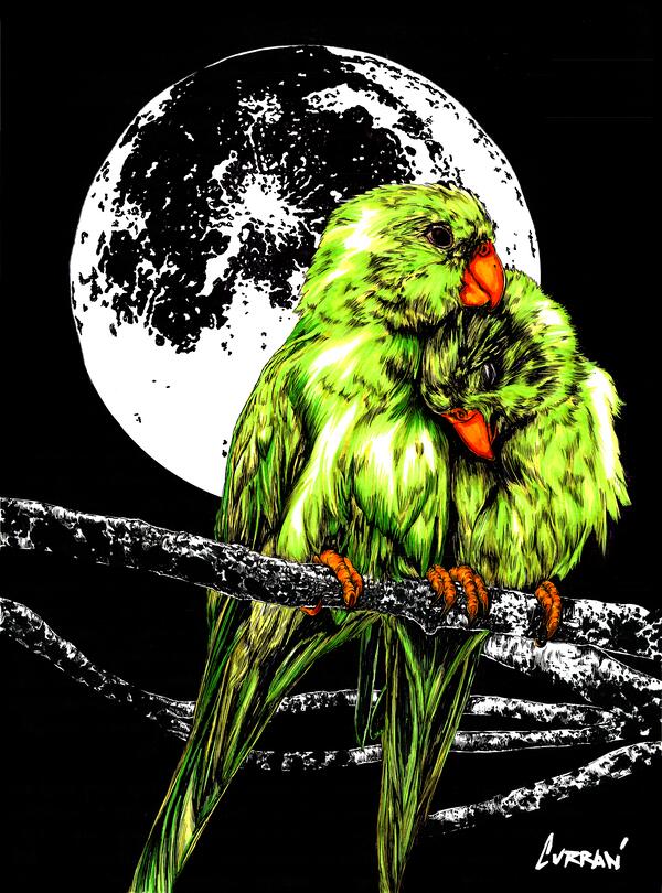 Parrots by Kris Curran