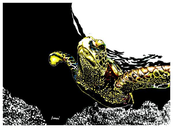 Sea Turtle  by Kris Curran