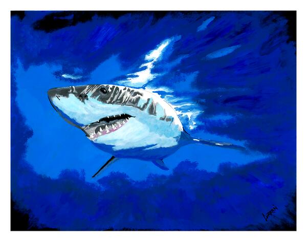 Shark  by Kris Curran
