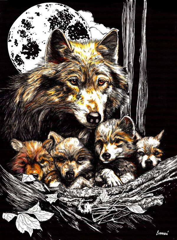 Wolf and cubs by Kris Curran