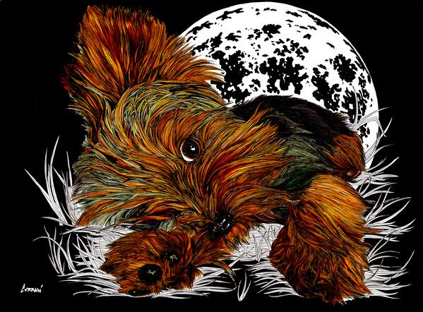 Yorkie by Kris Curran