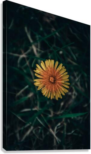 Feeling Dandy Canvas Print