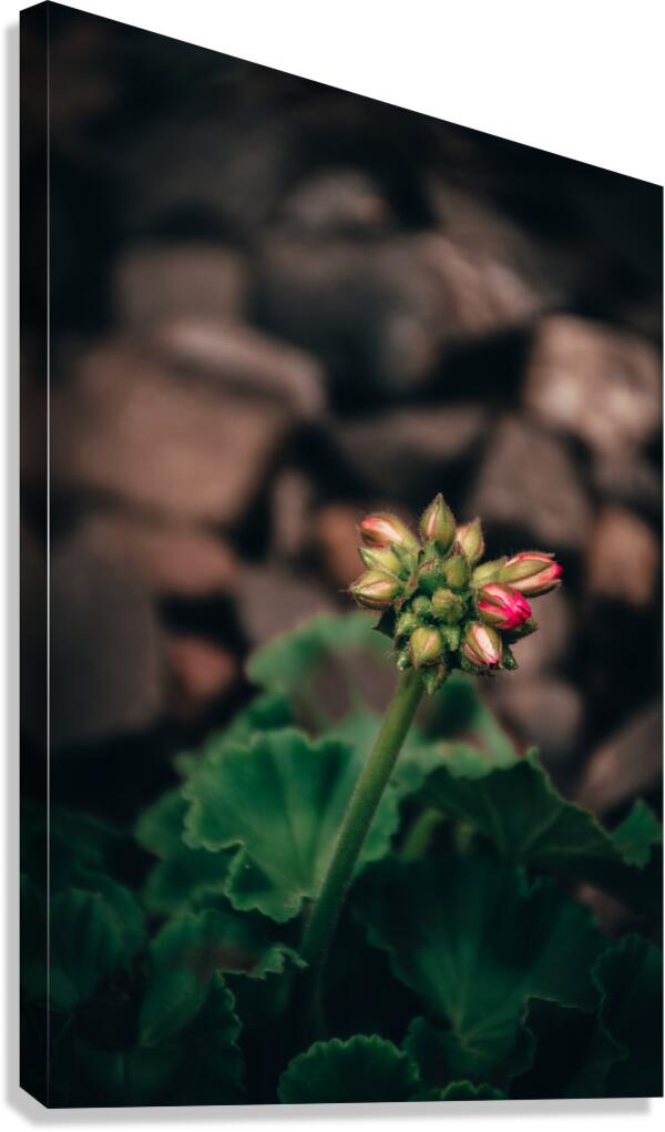 Sweet Geranium Canvas Print