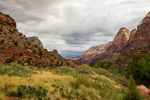 Prickly Pear and Sandstone Zion National Park