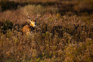 8 Point Whitetail Buck