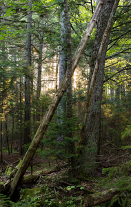 Early Morning Along Hunters Brook