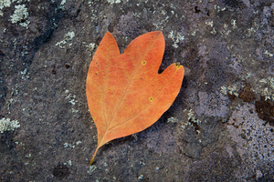 Sassafras Leaf on Rock
