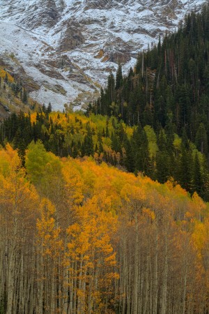 ASPEN  RISE Print