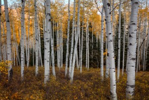 ASPEN FOREST IN AUTUMN