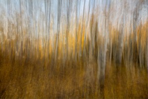 AUTUMN FOREST DREAM