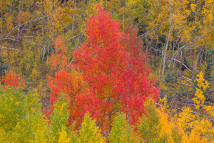 A DAZZLING DISPLAY OF COLOR  2