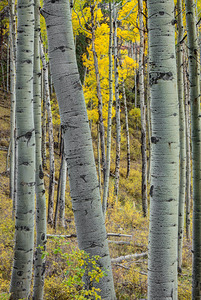 Aspen Trunks 2