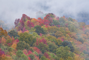 Autumn Unveiled
