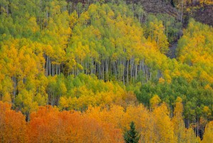 COLORFULASPENFOREST 0