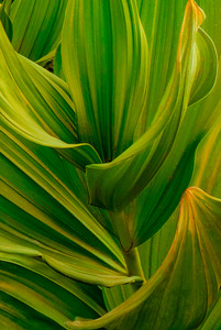 Leaf Patterns