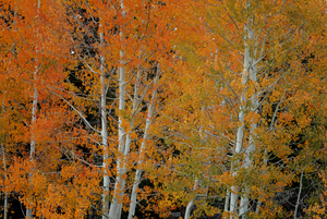 RED ORANGE DELIGHT 2