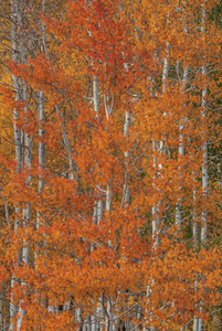 RED ORANGE DELIGHT 3