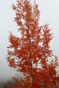 RED ORANGE TRANSFORMATION 1