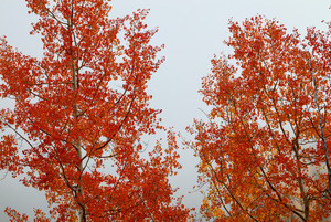 RED ORANGE TRANSFORMATION 2