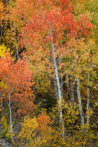 Red Orange Tree