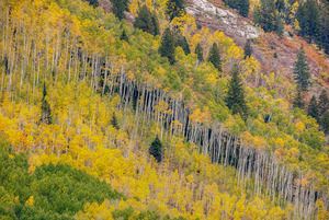 Rows Of Color 2