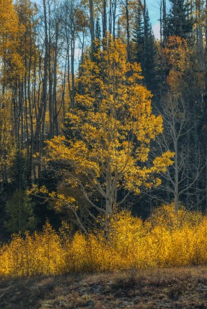 TREE OF FIRE