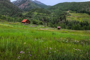 WILDFLOWERS AND AN OLD SHACK