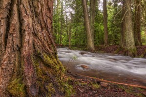 WOODSY