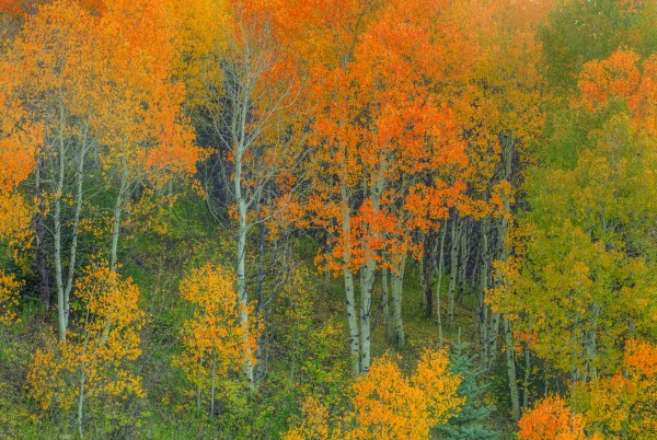 ABOUNDING COLOR  Print