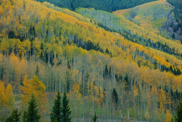 ASPEN ESCALATORS Print