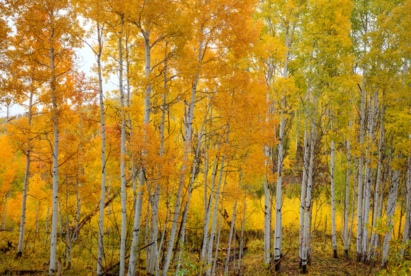 ASPEN GRACE Print