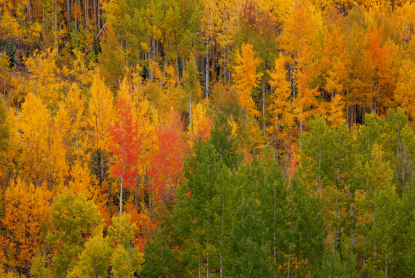 AUTUMN CONTRAST Print