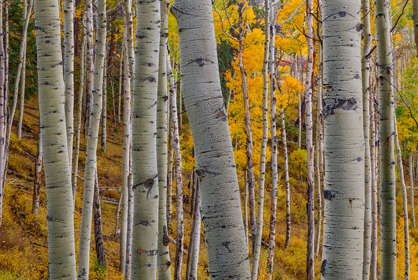 Aspen Trunks 1 Print