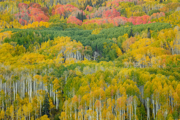 Autumn Rapture Print