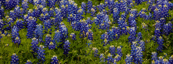 Bluebonnets   Pano Print