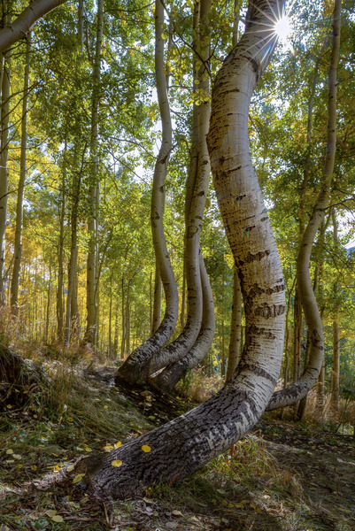 Dancing Aspen Trees Print