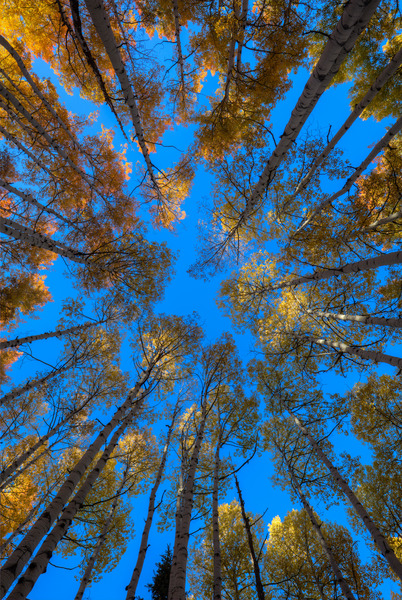 Fiery Aspens Print